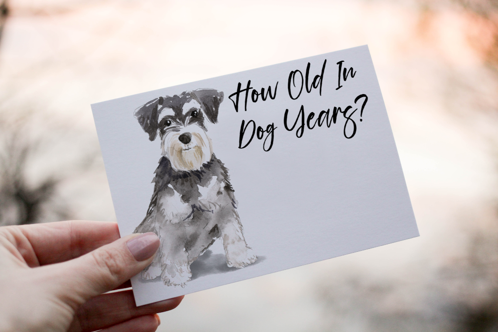 Schnauzer Dog Birthday Card, Dog Birthday Card